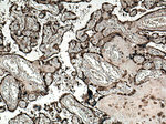 CLIC3 Antibody in Immunohistochemistry (Paraffin) (IHC (P))