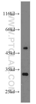CLIC3 Antibody in Western Blot (WB)