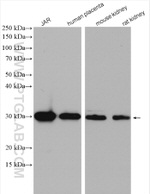 CLIC3 Antibody in Western Blot (WB)