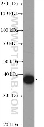 EBP2 Antibody in Western Blot (WB)