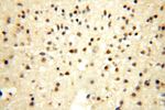 ERH Antibody in Immunohistochemistry (Paraffin) (IHC (P))