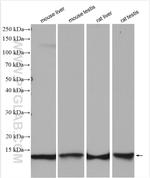 ERH Antibody in Western Blot (WB)