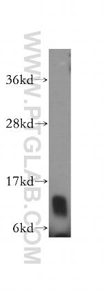 ERH Antibody in Western Blot (WB)