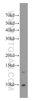 ERH Antibody in Western Blot (WB)