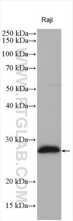 PSMB10 Antibody in Western Blot (WB)