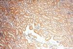 SFXN2 Antibody in Immunohistochemistry (Paraffin) (IHC (P))