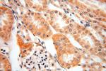 SFXN2 Antibody in Immunohistochemistry (Paraffin) (IHC (P))