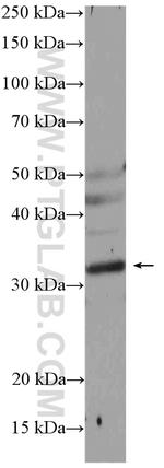 NUS1 Antibody in Western Blot (WB)