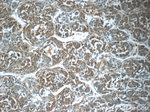 MRPS26 Antibody in Immunohistochemistry (Paraffin) (IHC (P))