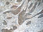 MRPS26 Antibody in Immunohistochemistry (Paraffin) (IHC (P))