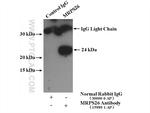 MRPS26 Antibody in Immunoprecipitation (IP)