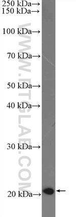 MRPS26 Antibody in Western Blot (WB)