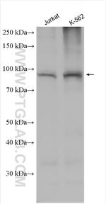 TRPV2 Antibody in Western Blot (WB)