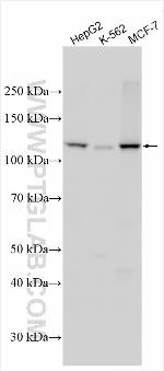 LLGL2 Antibody in Western Blot (WB)