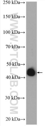 RTCD1 Antibody in Western Blot (WB)
