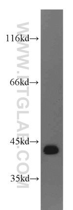 RTCD1 Antibody in Western Blot (WB)