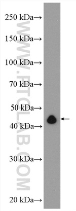 RTCD1 Antibody in Western Blot (WB)