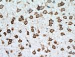 STAU2 Antibody in Immunohistochemistry (Paraffin) (IHC (P))
