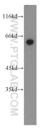 STAU2 Antibody in Western Blot (WB)