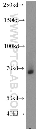 STAU2 Antibody in Western Blot (WB)