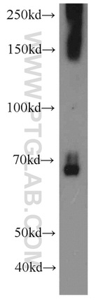 STAU2 Antibody in Western Blot (WB)