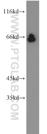 STAU2 Antibody in Western Blot (WB)