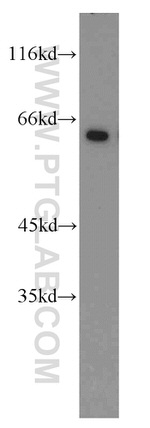 STAU2 Antibody in Western Blot (WB)