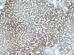 ATP5F1 Antibody in Immunohistochemistry (Paraffin) (IHC (P))