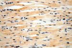 ATP5F1 Antibody in Immunohistochemistry (Paraffin) (IHC (P))