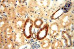 ATP5F1 Antibody in Immunohistochemistry (Paraffin) (IHC (P))