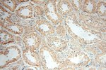 ATP5F1 Antibody in Immunohistochemistry (Paraffin) (IHC (P))