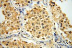 ATP5F1 Antibody in Immunohistochemistry (Paraffin) (IHC (P))