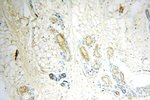 ATP5F1 Antibody in Immunohistochemistry (Paraffin) (IHC (P))