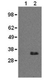CD20 Monoclonal Antibody (AISB12), Functional Grade, eBioscience™