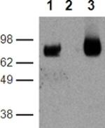 CD39 Monoclonal Antibody (24DMS1), Functional Grade, eBioscience™
