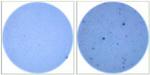 IL-13 Monoclonal Antibody (eBio1316H), Functional Grade, eBioscience™
