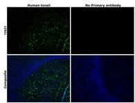 TIGIT Monoclonal Antibody (MBSA43), Functional Grade, eBioscience™