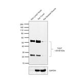 TIGIT Monoclonal Antibody (GIGD7), Functional Grade, eBioscience™