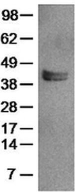 LAP (Latency Associated peptide) Monoclonal Antibody (VB3A9), Functional Grade, eBioscience™
