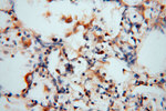 FGL1 Antibody in Immunohistochemistry (Paraffin) (IHC (P))