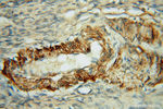 FGL1 Antibody in Immunohistochemistry (Paraffin) (IHC (P))