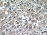 FGL1 Antibody in Immunohistochemistry (Paraffin) (IHC (P))