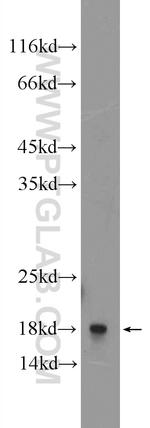RPL27A Antibody in Western Blot (WB)