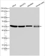 Alpha Tubulin Antibody in Western Blot (WB)