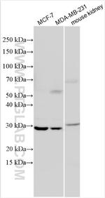 PYCRL Antibody in Western Blot (WB)