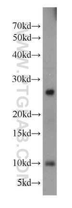 PLA2G12A Antibody in Western Blot (WB)