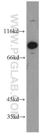 LAS1L Antibody in Western Blot (WB)