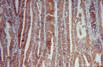 Syntaxin 18 Antibody in Immunohistochemistry (Paraffin) (IHC (P))