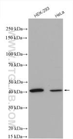 Syntaxin 18 Antibody in Western Blot (WB)