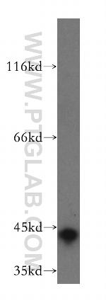 Syntaxin 18 Antibody in Western Blot (WB)